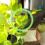 Come tenere il Pothos sempre bello anche in Bagno?