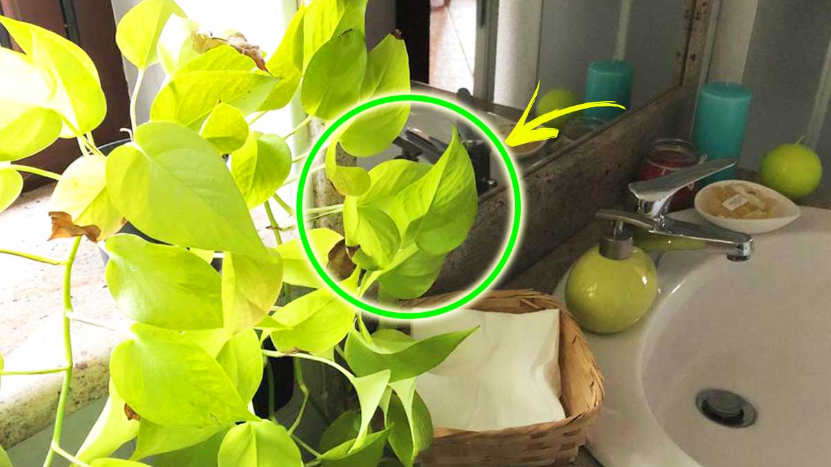Come tenere il Pothos sempre bello anche in Bagno?
