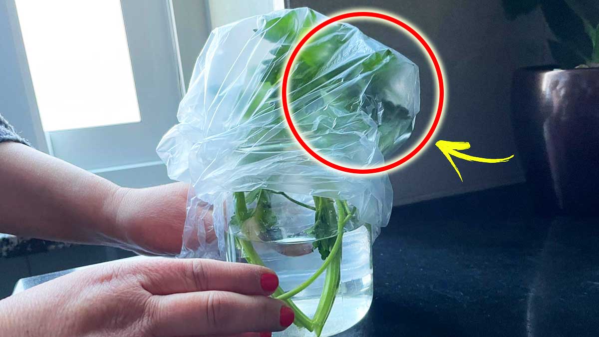 Come conservare le erbe Aromatiche per tanto tempo con il Metodo del Barattolo