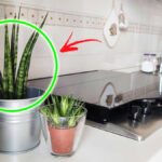 Per purificare l’Aria della Cucina bastano queste 6 bellissime piante!