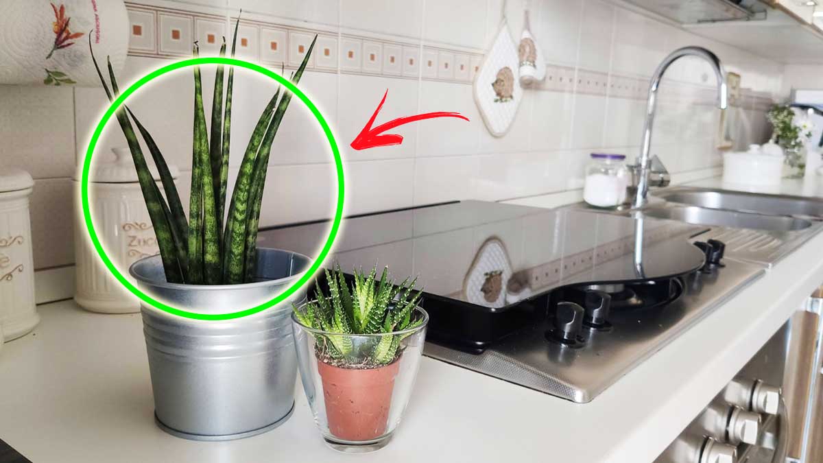 Per purificare l’Aria della Cucina bastano queste 6 bellissime piante!