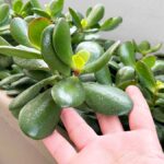 Come avere l’Albero di Giada a Cespuglio anche in Balcone?