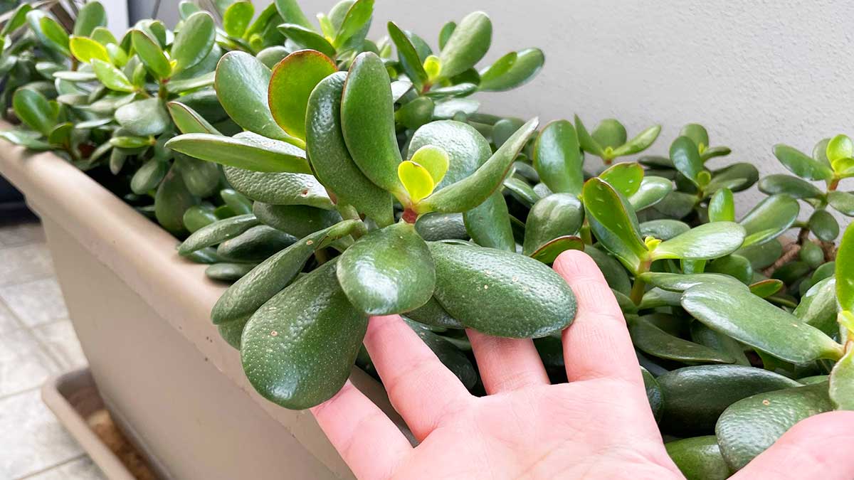 Come avere l'Albero di Giada a Cespuglio anche in Balcone?