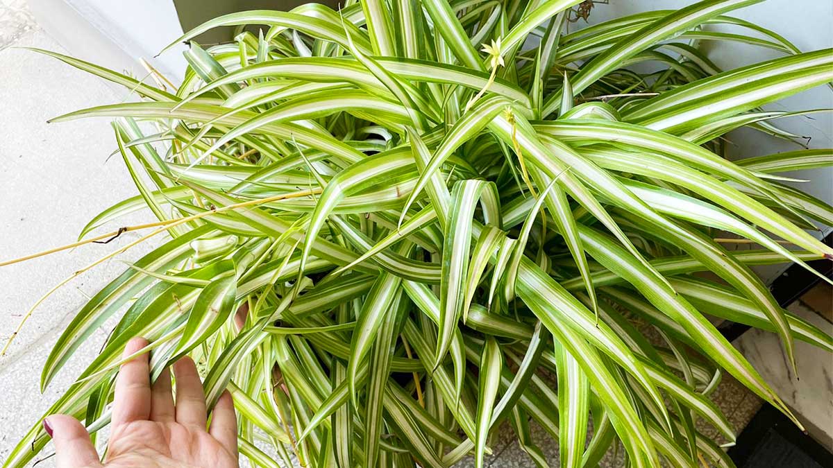 Come avere sempre bella la Pianta d’Appartamento facile da coltivare che purifica l’Aria