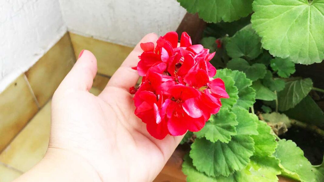 come-curare-gerani-primavera