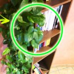 Come aiutare il tuo Pothos a crescere? Ecco le 5 Regole d’Oro