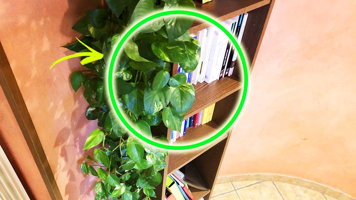 Come aiutare il tuo Pothos a crescere? Ecco le 5 Regole d’Oro