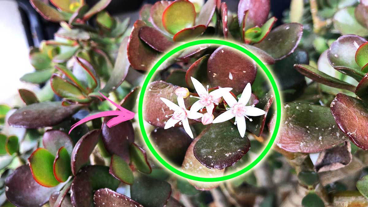 Se segui questi Consigli puoi trovare tanti fiori sul tuo Albero di Giada!