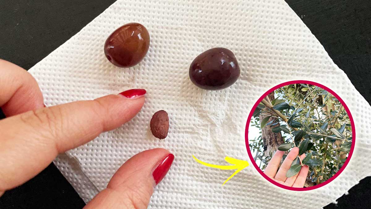 Il Metodo del Contadino per far crescere una piantina dalle Olive