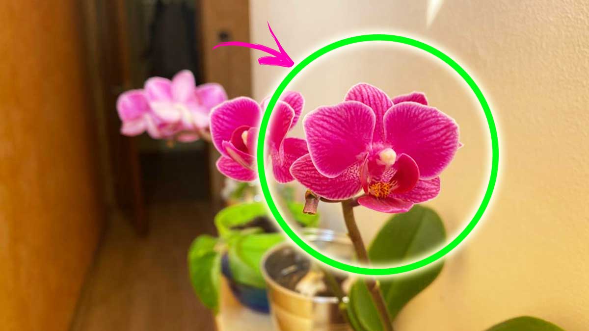 come-tenere-orchidea-fiorita-a-lungo