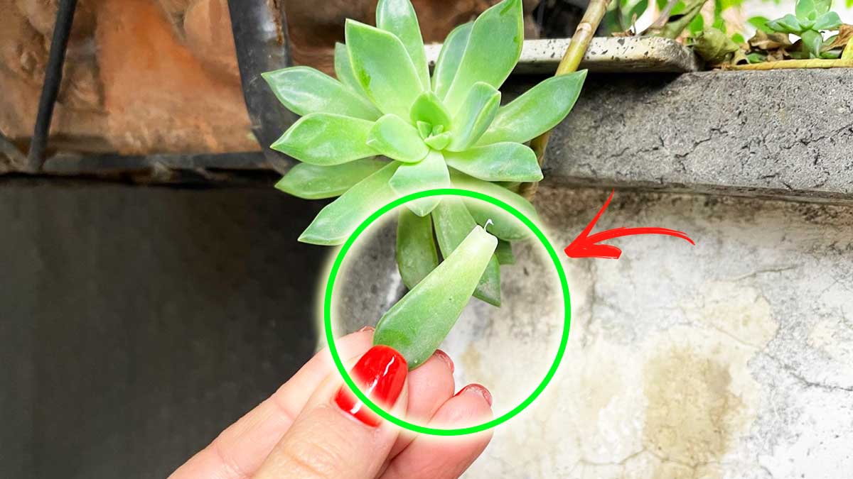 Per moltiplicare la Pianta grassa a forma di Rosa ti basterà una sola piccola foglia
