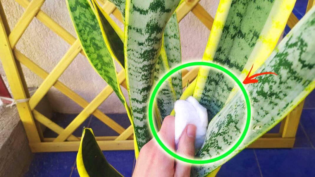 come-lucidare-foglie-sansevieria