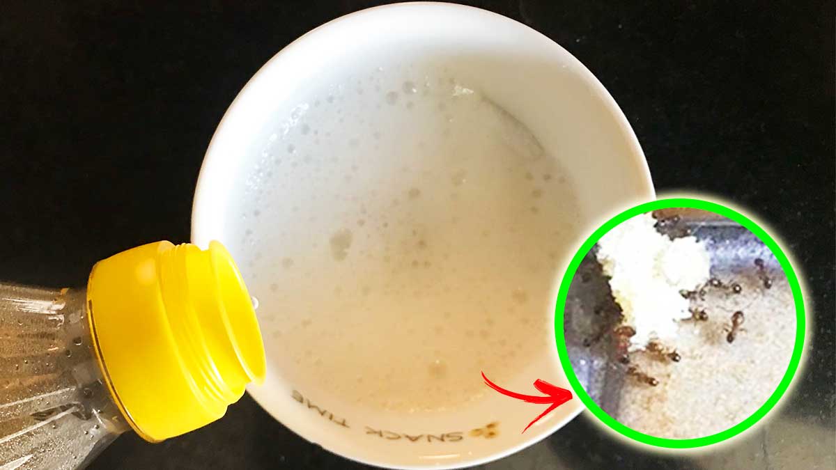 Addio Formiche in Casa Senza insetticida ma con questi 7+1 Rimedi fai da te!