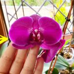Se porti a casa un’Orchidea devi conoscere a fondo il suo Significato in base ai Colori