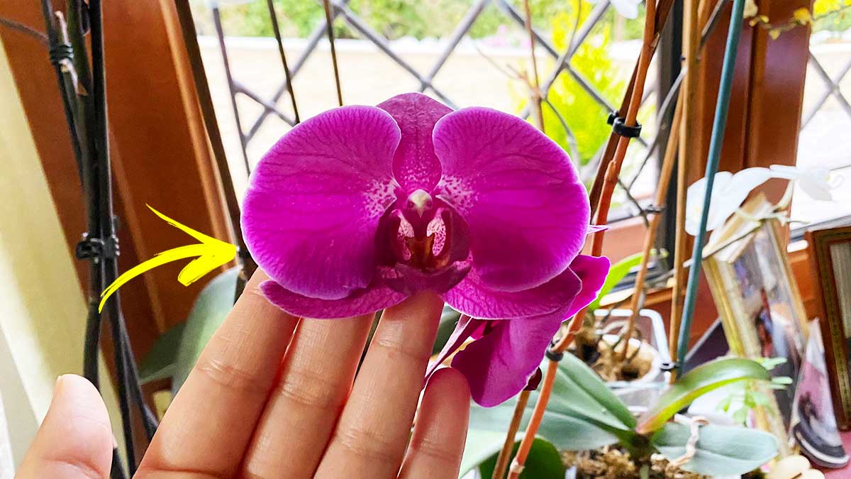 Se porti a casa un’Orchidea devi conoscere a fondo il suo Significato in base ai Colori