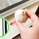 Come allontanare le Mosche anche se hai Finestre aperte con 5+1 Rimedi fai da te