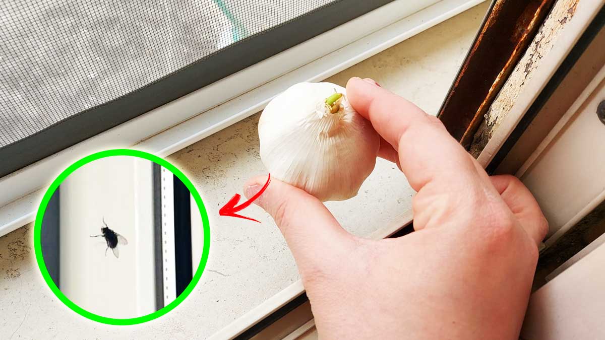Come allontanare le Mosche anche se hai Finestre aperte con 5+1 Rimedi fai da te