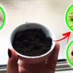 Questo scarto della Cucina è un Rimedio naturale contro questi insetti e non tutti lo sanno