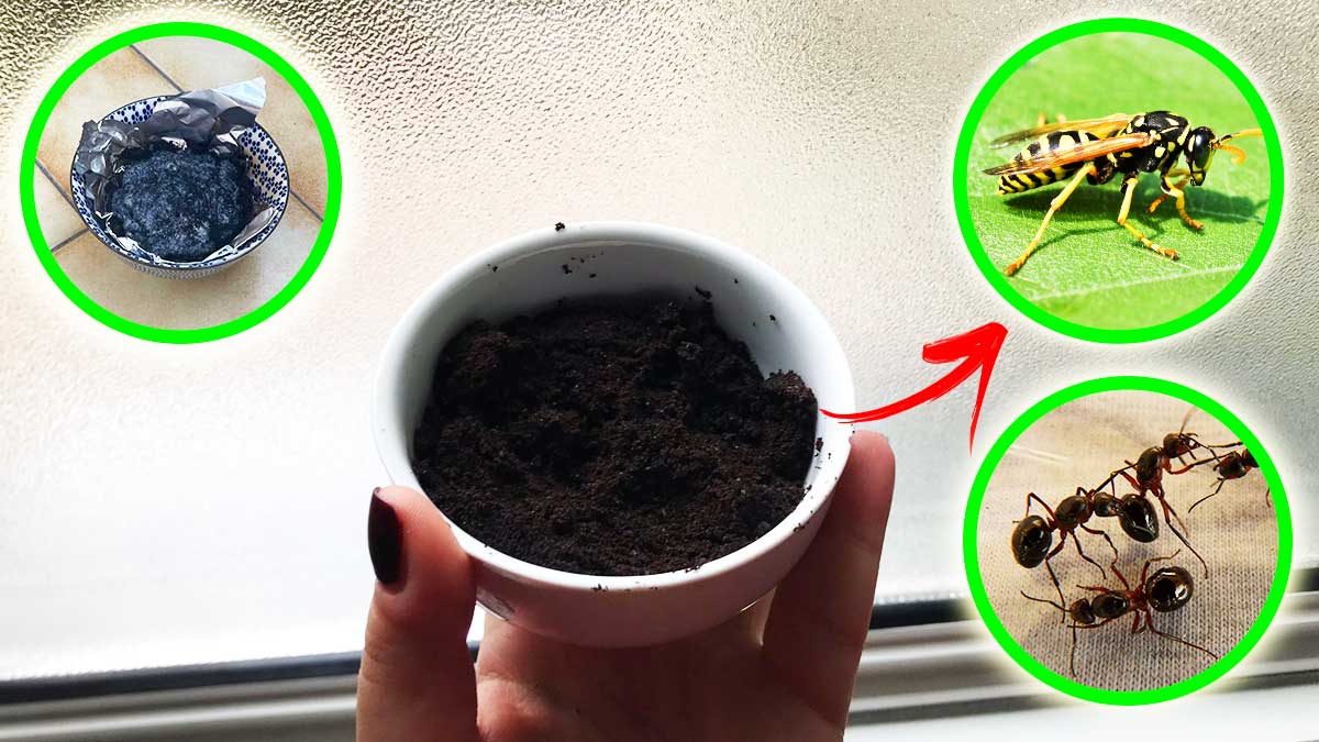Questo scarto della Cucina è un Rimedio naturale contro questi insetti e non tutti lo sanno