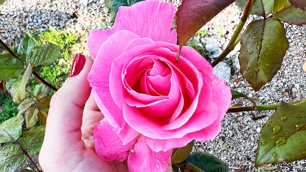 Avere Rose dalla fioritura abbondante e lunghissima è facile con questa super Guida