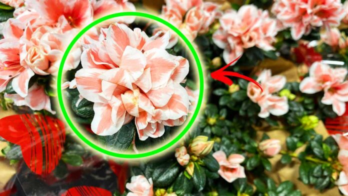 come-curare-azalea-festa-della-mamma