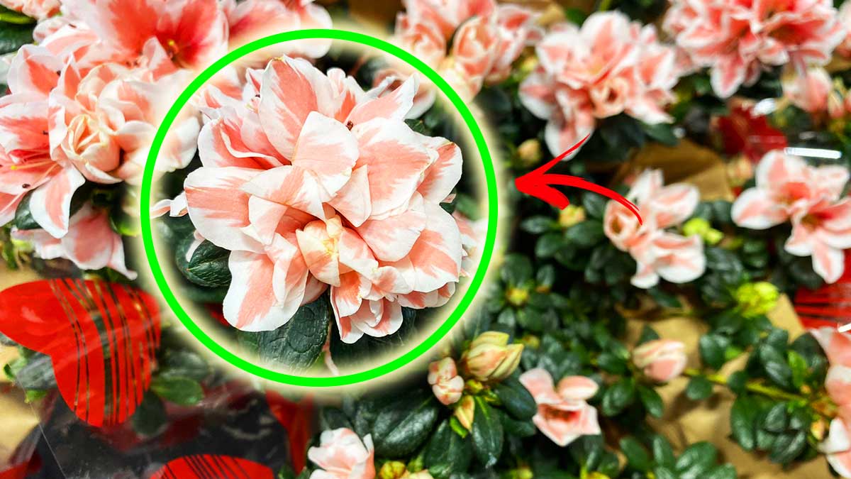 Per avere l’Azalea sempre bella alla Festa della Mamma ecco i 6 segreti dei vivaisti