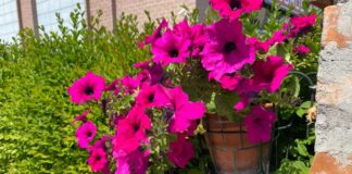 come-curare-surfinia-balcone