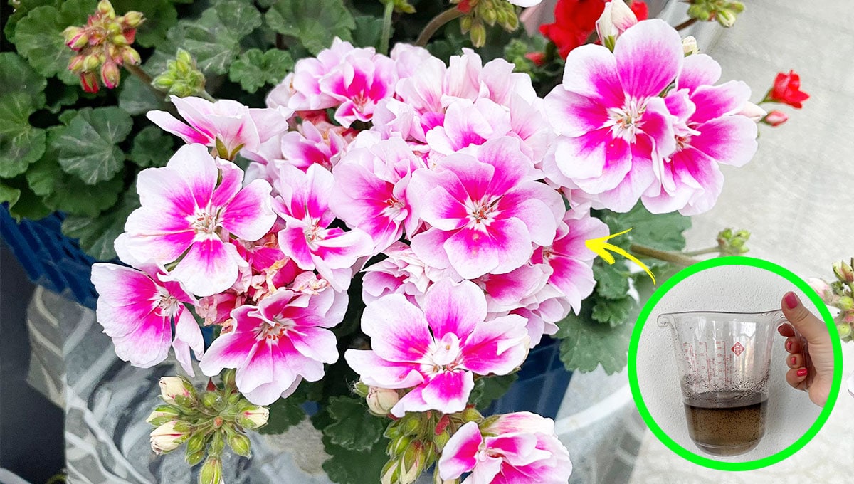 Concima Gerani e Ortensie con il Trucchetto liquido in 5 minuti!