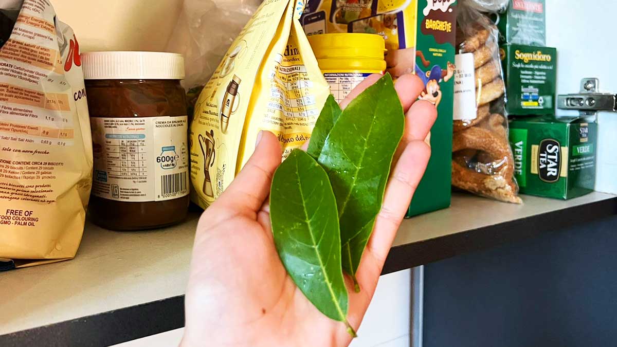 Per allontanare gli Insetti in cucina basta questa antica Pianta!
