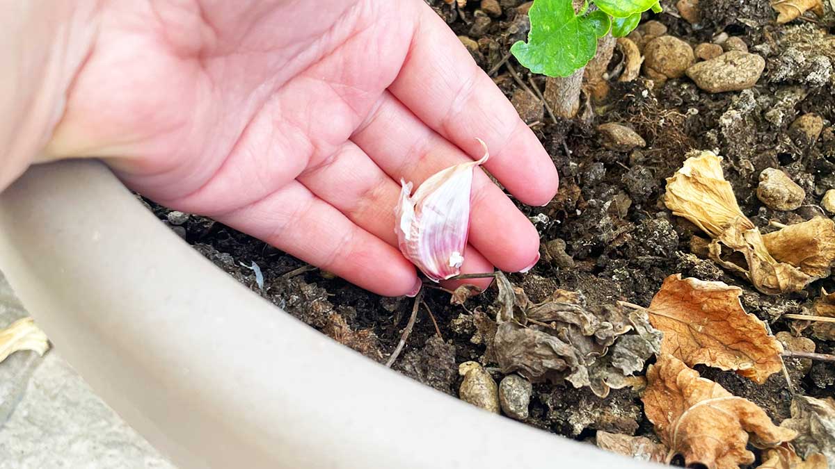 Perché dovresti piantare uno Spicchio d’Aglio in Balcone?