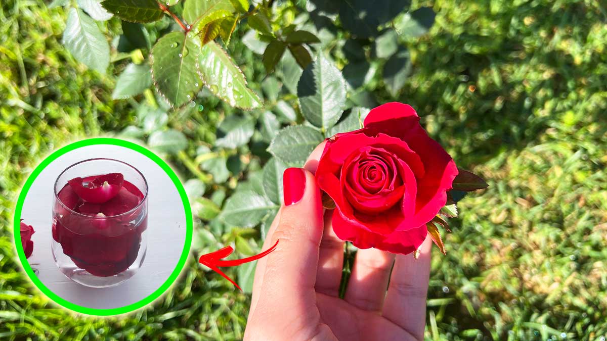 Con una Rosa puoi profumare tantissimo la Casa a Maggio con questo Metodo