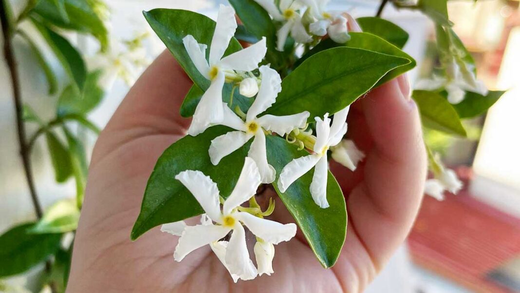 profumare-piante-balcone-primavera