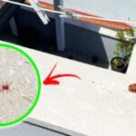 Se vedi i Ragnetti rossi sul Marmo del Balcone puoi allontanarli con questo Metodo