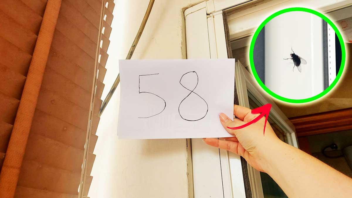 Dirai Addio alle Mosche da Casa e Balcone e ti basta solo un Numero