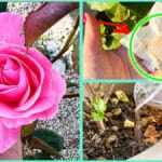 Come avere le Piante in balcone sempre belle con questi 5+1 Concimi a costo zero