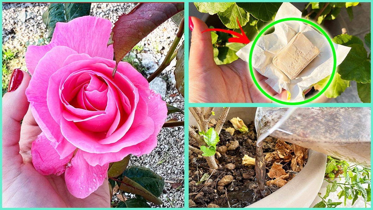 Come avere le Piante in balcone sempre belle con questi 5+1 Concimi a costo zero