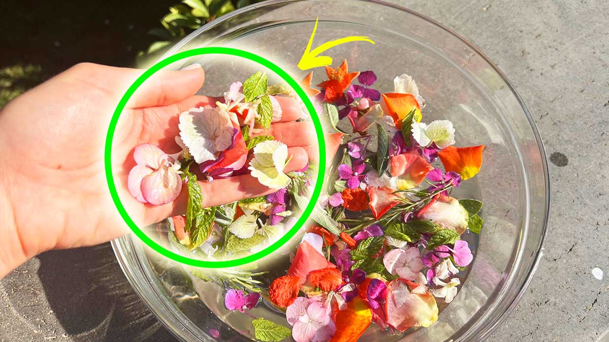 Quali fiori si mettono nell’Acqua di San Giovanni che si prepara questa sera?