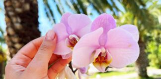 orchidea-curiosita