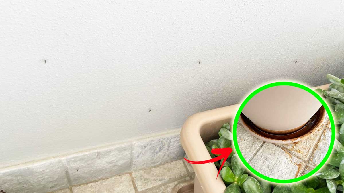Come evitare le Zanzare nei sottovasi in balcone?