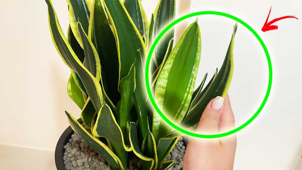 stimolare-crescita-sansevieria