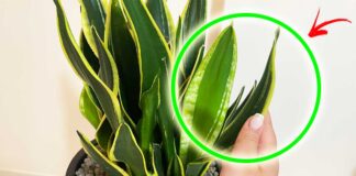 stimolare-crescita-sansevieria