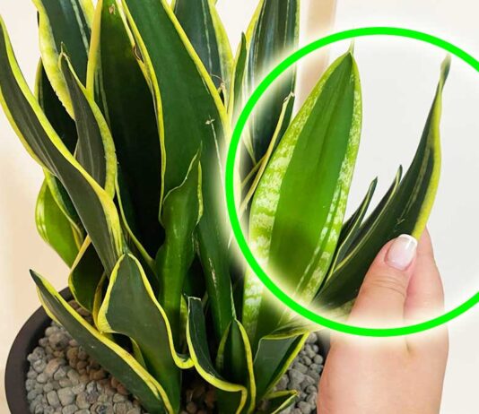 stimolare-crescita-sansevieria