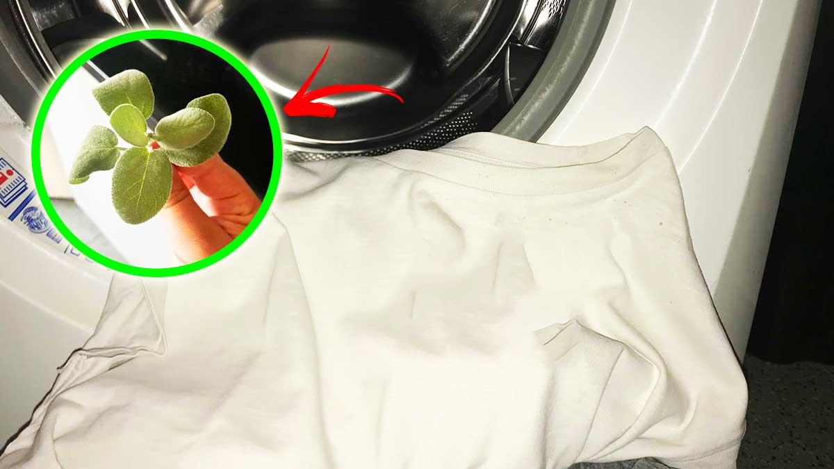 Basta un po’ di Salvia per togliere la Puzza di Sudore da magliette e vestiti