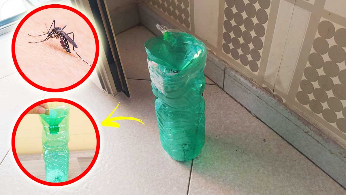 Questa semplice Bottiglia è la trappola perfetta per tenere lontane le Zanzare