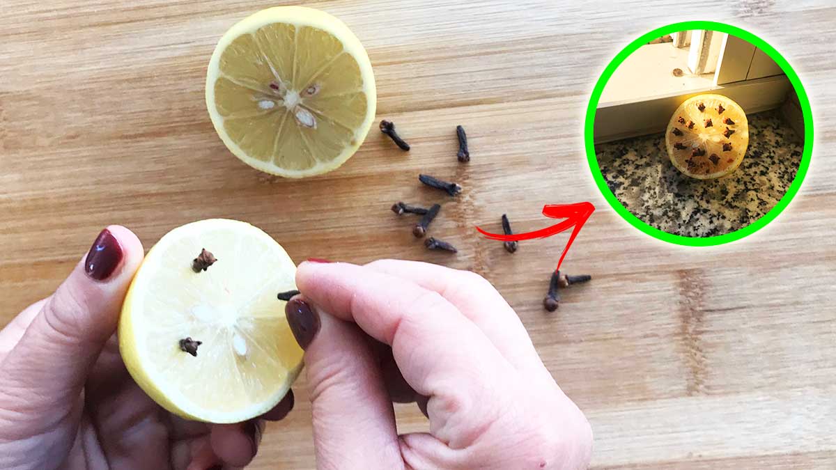 Conosci questo antico Rimedio che non fa entrare le Mosche e profuma la Casa?