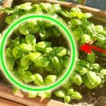 8 segreti per un Basilico fresco e profumato anche con il Caldo