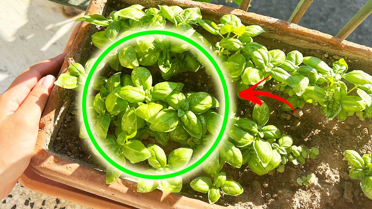 8 segreti per un Basilico fresco e profumato anche con il Caldo