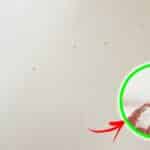 Da dove escono le Formiche che invadono la Casa in Estate?