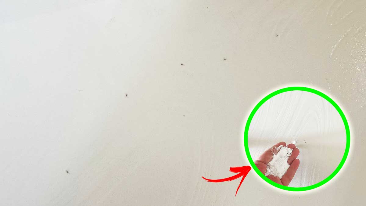 Da dove escono le Formiche che invadono la Casa in Estate?