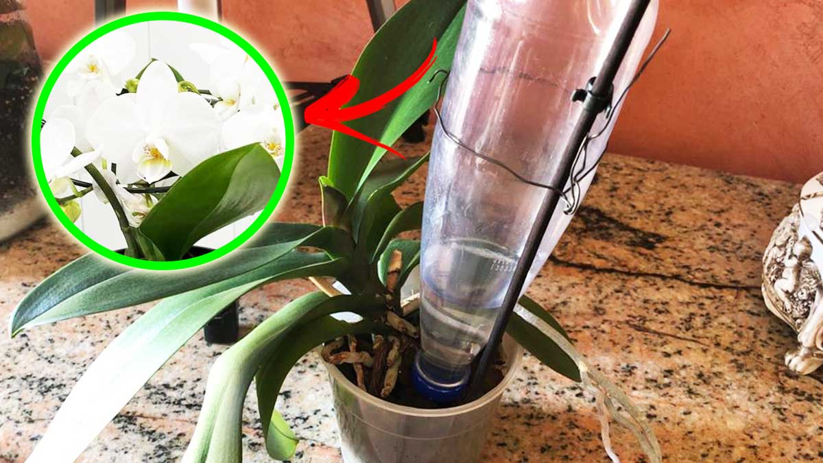 5 cose da fare con l’Orchidea prima delle tue vacanze